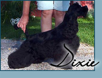 Candida's Dixieland King