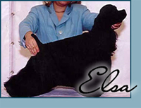 Candida's Vanity Fair