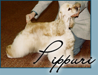 Candida's Gentle Daze