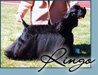 Candida's Lord of the Ring