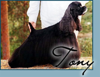 Candida's California Charm