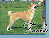 Candida's Non-Stop Song