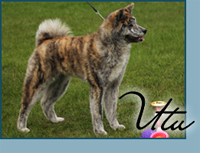 Candida's Aurora Borealis