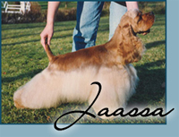 Alheims Little Lancer