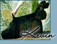 Candida's Son of McCoy