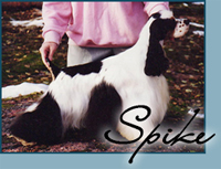 Holgerssons Tequila Sunrise